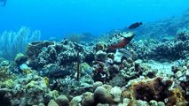 Guadeloupe, sur la route du corail - Les actions sur les post-larves menées par Igrec Mer
