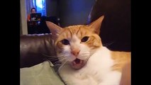 Funny Cat Videos with No No No Cat! Compilation _ Funny Cat Videos 2015-copypasteads.com