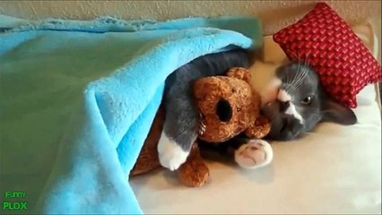 Funny cat videos! Try not to laugh Compilation _ Funny Cat Videos 2015-copypasteads.com