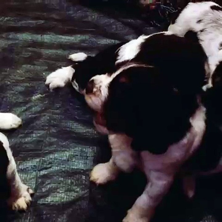 Chiots Springers Spaniels du Bois des Amourettes