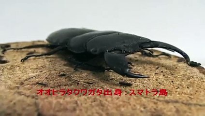 国産オオクワガタvsスマトラオオヒラタクワガタ