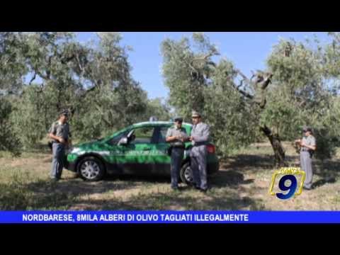Nordbarese | 8 mila alberi di olivo tagliati illegalmente