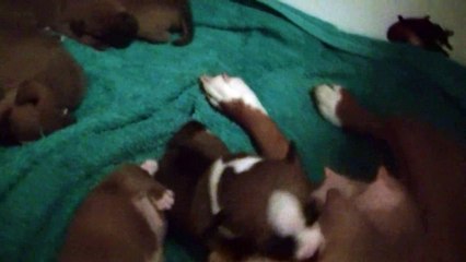 14ème vidéo Chiot n°4 Mâle de la 21ème portée de Staffordland