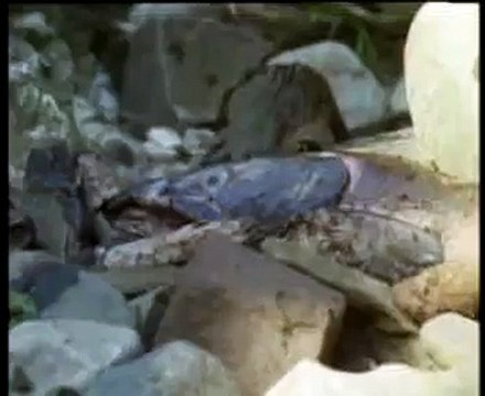 Фрагмент из фильма Царство русского медведя (ВВС).avi