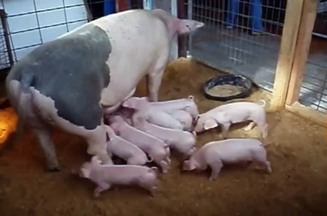 Sow Nursing Piglets @ Thurston County Fair