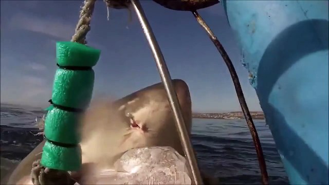 Un grand requin blanc fait un saut énorme hors de l'eau