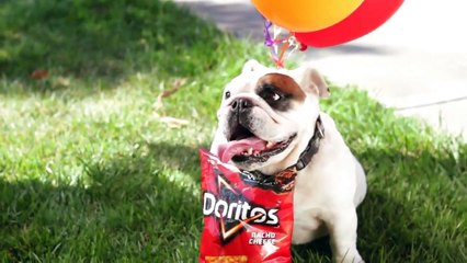 Top 15 Dogs Doritos 'Crash the Super Bowl' commercials.