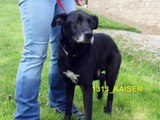 OHIO ~ Lisbon Dog Pound ~ please help before they will be euthanized May 20, 2009