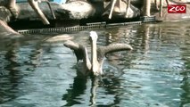 Wildlife and Wild Places with Tom Stalf - Sir Ken the Pelican