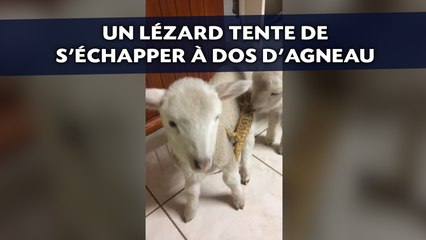 Un lézard tente de s'échapper à dos d'agneau