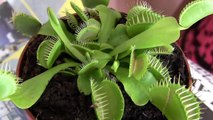 Venus fly trap in acion