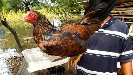 ACAPULCO Rancho Sonidos De Gallos Gallinas Cantando