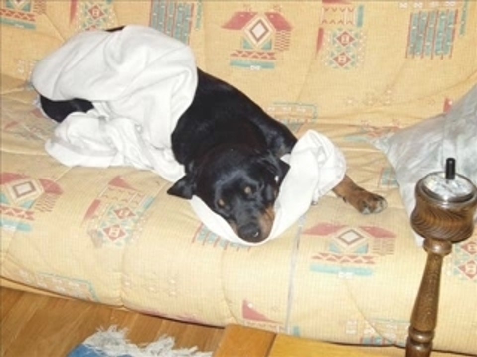 ptit montage sur les rottweiler