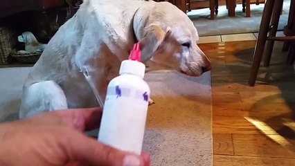 Ce chien n'aime pas se faire laver les oreilles