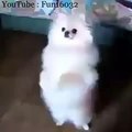 dancing dog - nice pet - funny animal - music dance - notfail