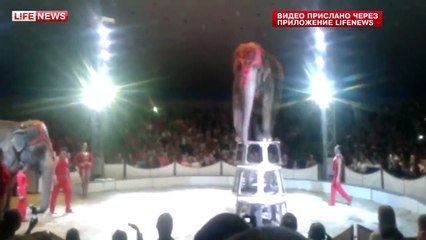 Circus Elephants rush