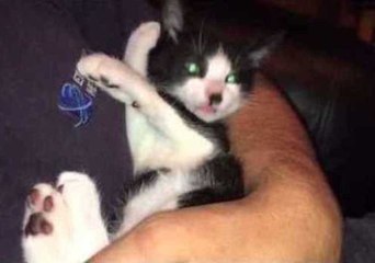 Snoozing Kitten Wakes Up for a Treat