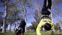 Amazing Parkour Dog   Best Dog Trick