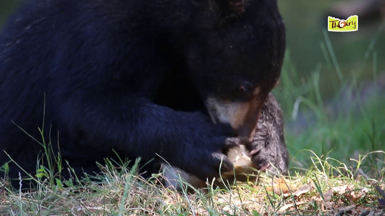 Les ours mangent des glaces !