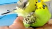 Muhabbet Kuşu, Muhabbet Kuşu Çiftleşmesi, Muhabbet Kuşu Sesi (Süper Görüntüler) ✔