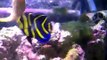 Finding Nemo Real Tank - Fish Feeding time. Salt water tank, shrimp walking upside down. Must See!