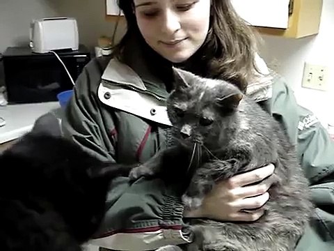 HISSING and GROWLING cat