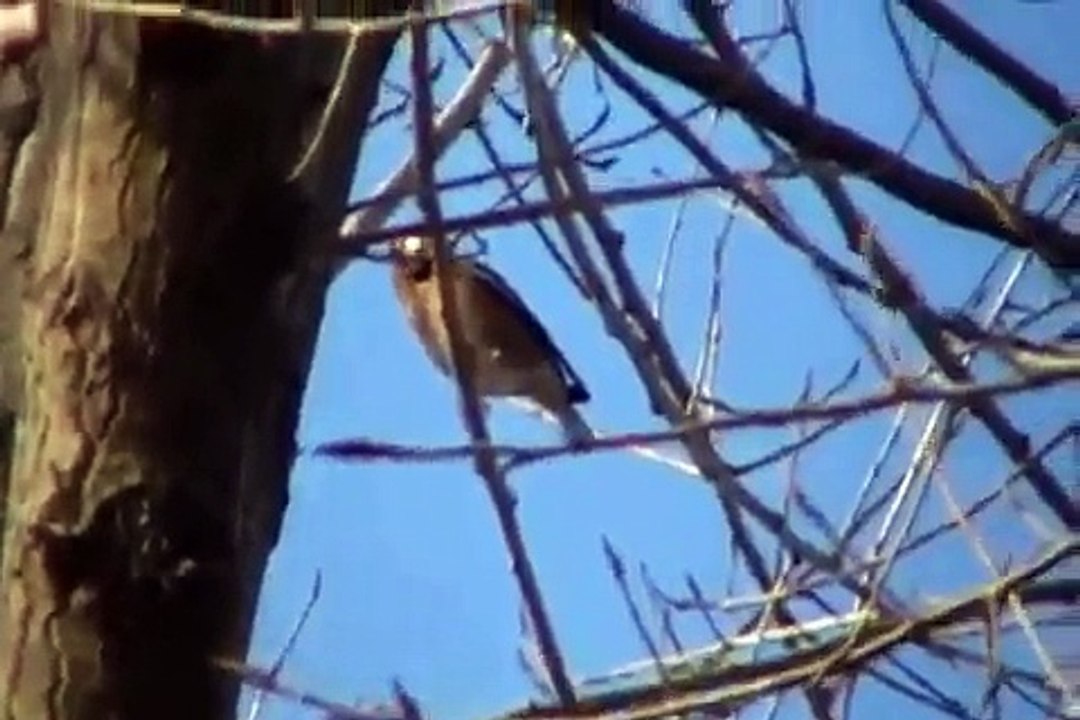 Birding in Basel Switzerland