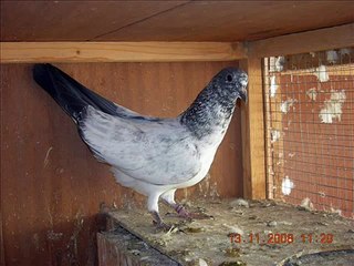 Kabootar KSA: Pigeon Information & Care 🕊️