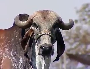 Aik Time Pe 2 Mann Doodh Dene wali gaye to dekhen..Subhan Allah