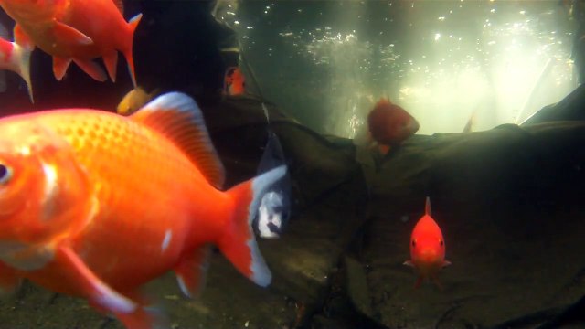 Underwater View of my Koi / Goldfish Pond