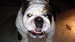 Otis the Bulldog Wants Attention Now!