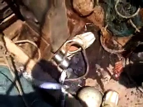 Seafood why Vegan (Fish Farm Pescetarian Vegetarian SeaWorld Dolphin Scubadive Marine BP Oil Omega3)