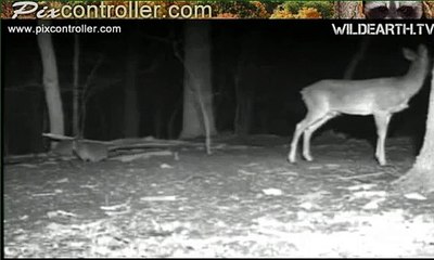 Animal fight just off of webcam - turn up the sound!