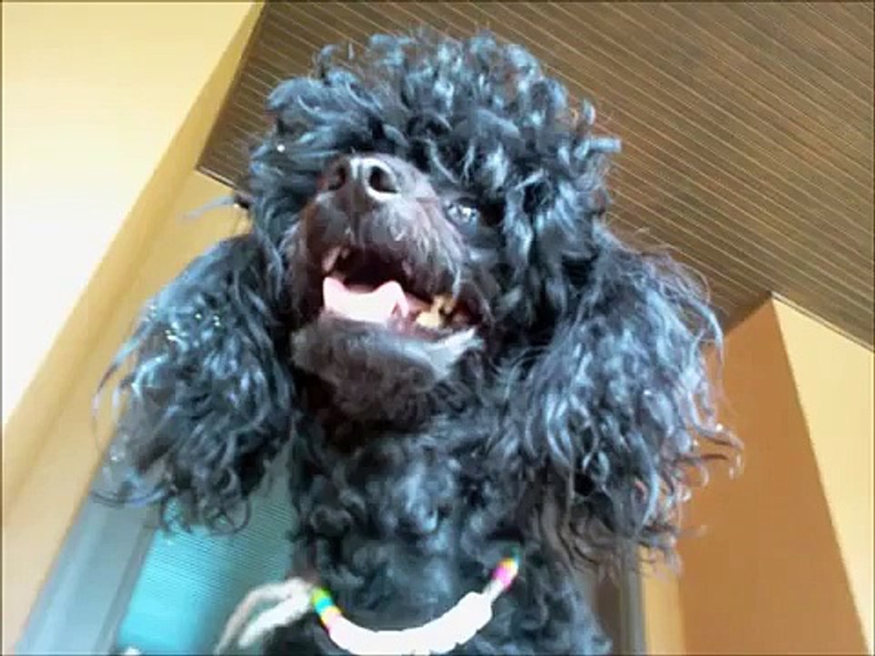 my dog tootsie