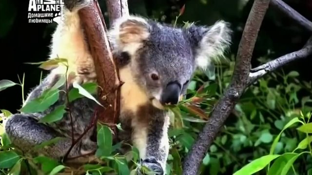 Динго, все породы собак, 101 dogs. Введение в собаковедение.