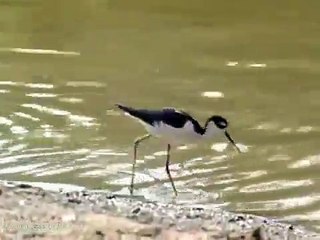 Black-necked Stilt Bird