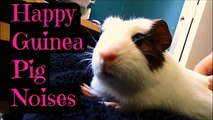 Baby Guinea Pig: Happy Noises