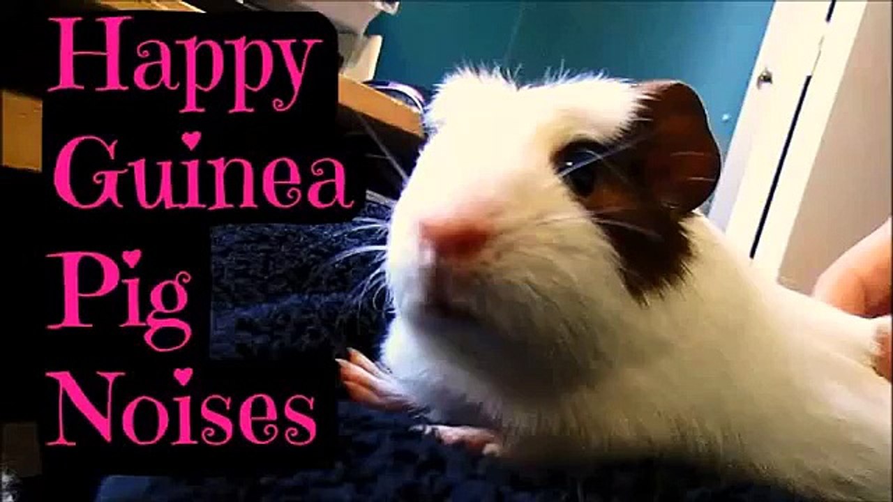 Baby Guinea Pig: Happy Noises