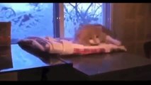 Funny Animal Videos for Children Compilation | Funny Animals Pets Cats Videos 1