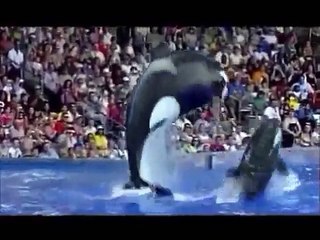 Why captivity for whales and dolphins is wrong.