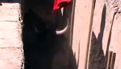 coracora 2010 - toros de lidia