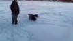 3 eng. Cocker spaniel dogs running in snow up in Luleå, Sweden