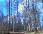 Forêt de Lyons - Lyons-la-Forêt.avi