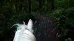 trail riding horse Romeo/ galloping in the dark on a Tennessee Walker, from the riders view
