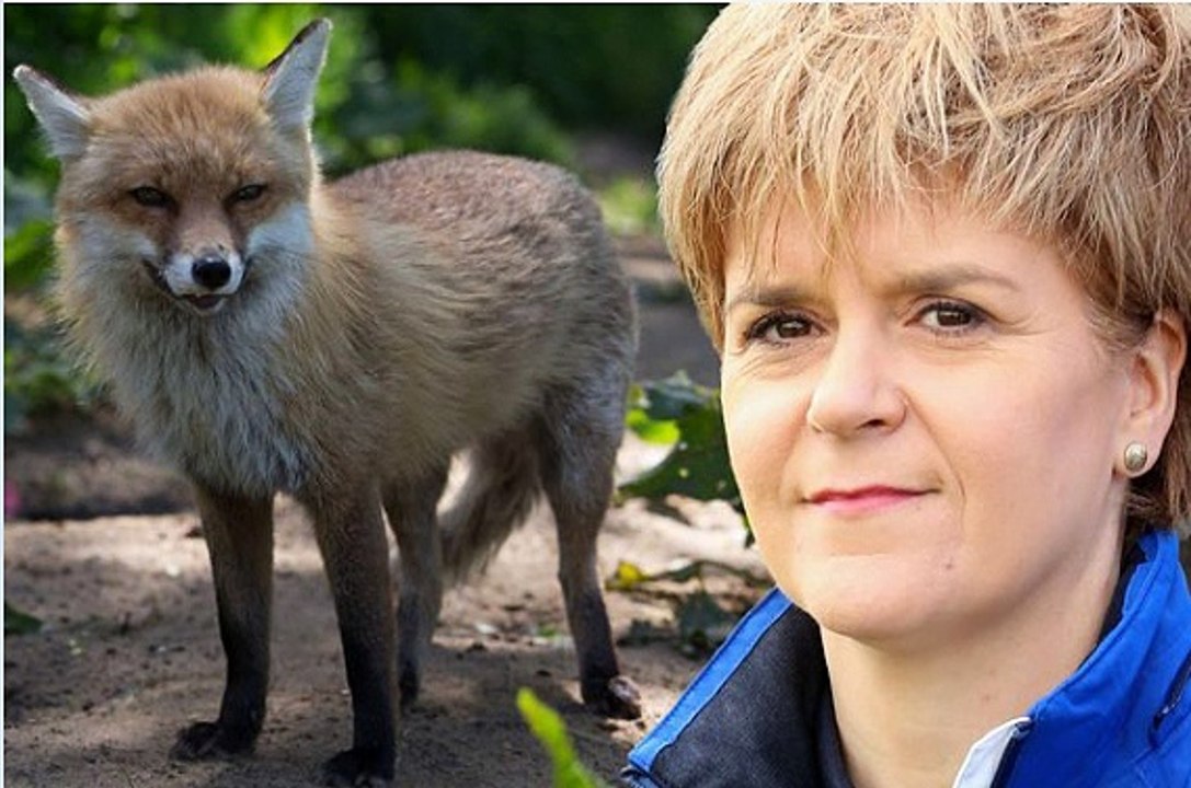 BBC Radio 4 Today 14Jul15 - SNP voting against fox hunting in England