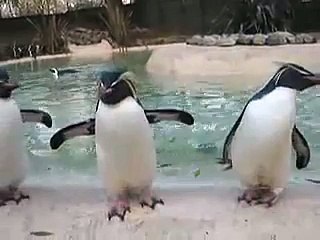 Rockhopper Penguins