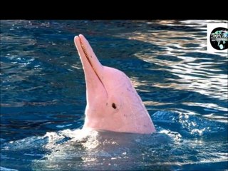 DELFÍN ROSADO..