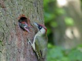 Green Woodpecker Picus viridis