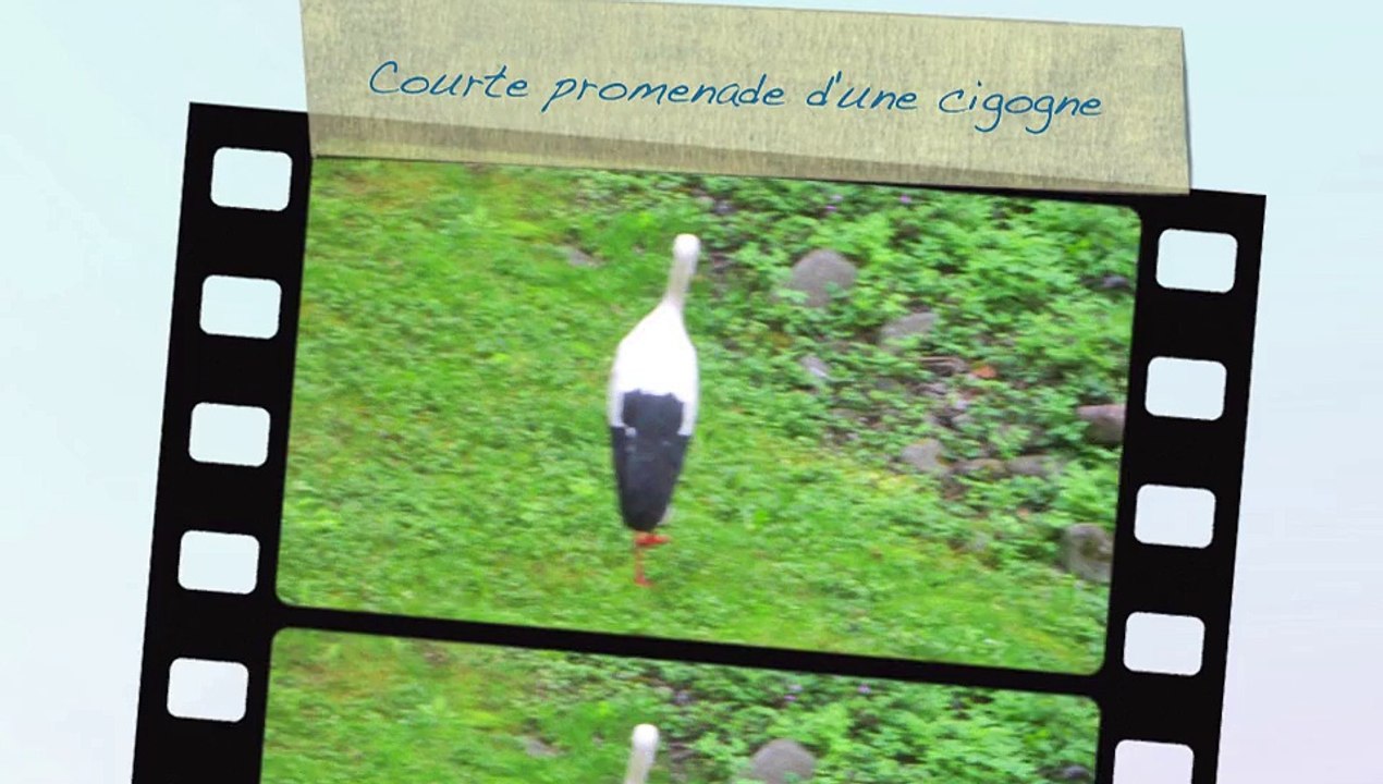 Courte promenade d'une cigogne