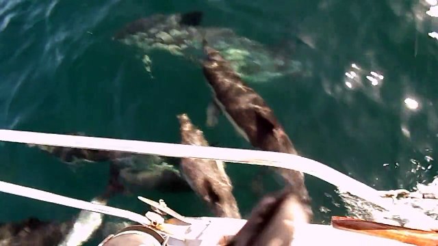 dauphins entre belle ile et quiberon